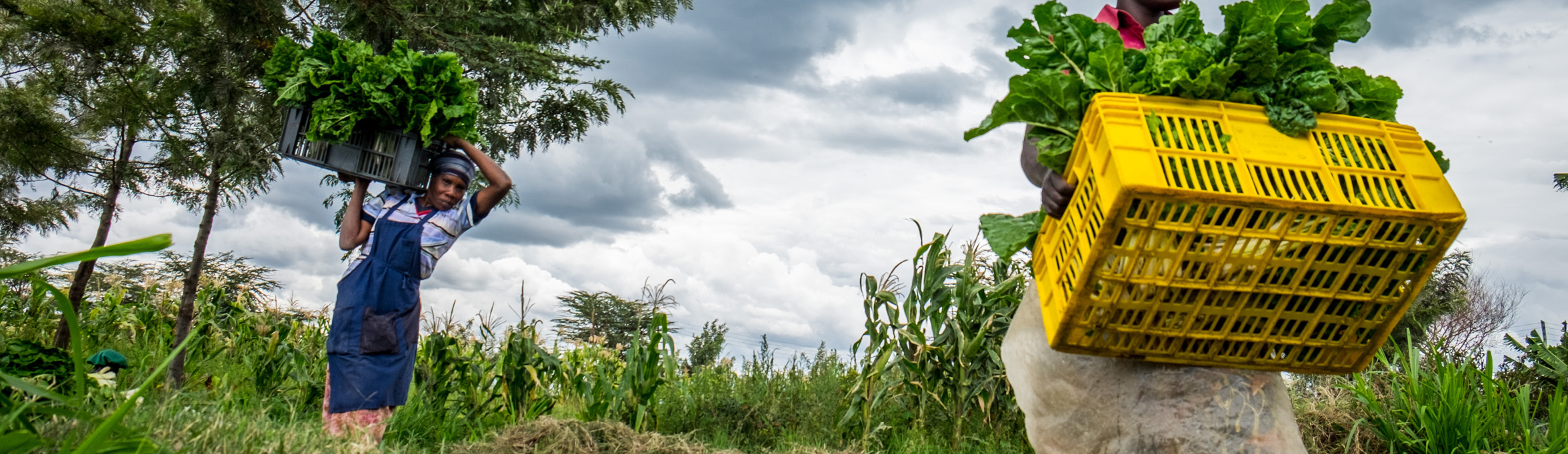 Hero gts is trade working for all